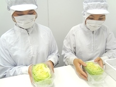 東松島市大塩字引沢/野菜のカット、包装など/週払いOK